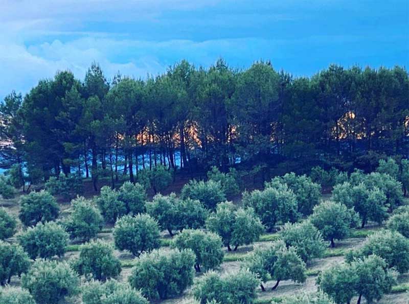 The conservation and promotion of local olives varieties: matihuela The conservation and promotion of local olives varieties: matihuela