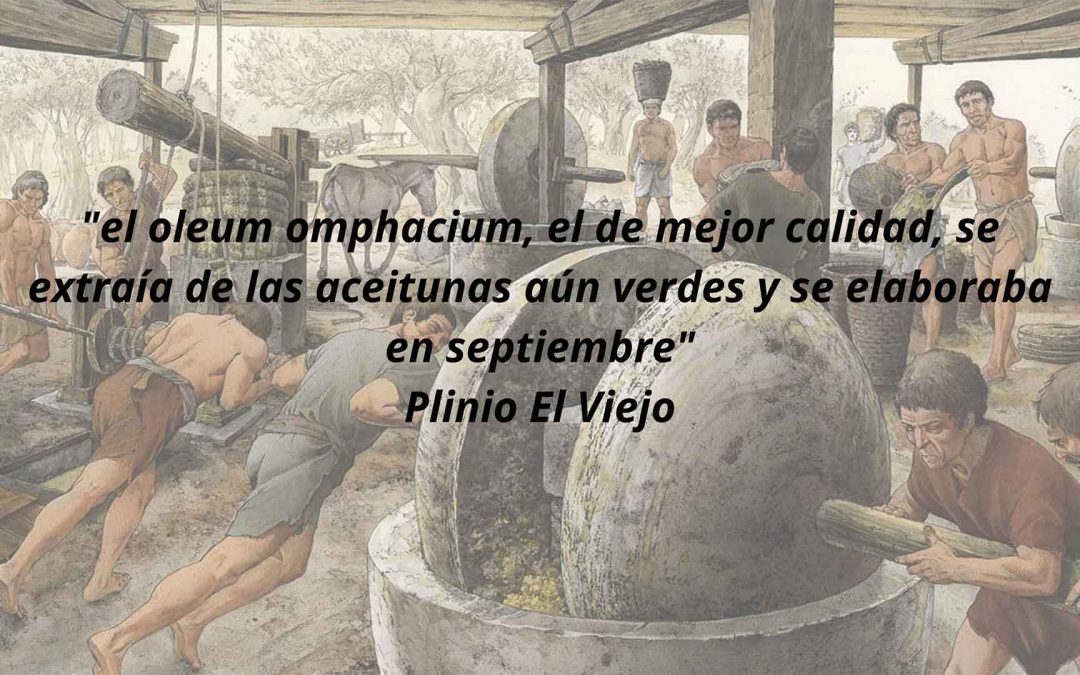 Early extra virgin olive oil