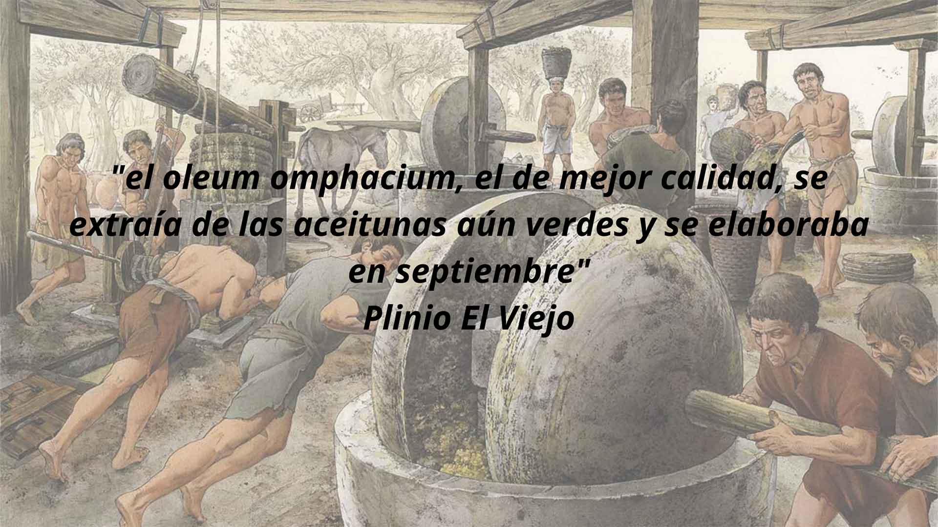 Aceite de oliva virgen extra temprano Aceite de oliva virgen extra temprano